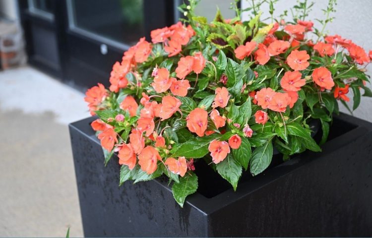 pink flowers at the front of our healthwise office